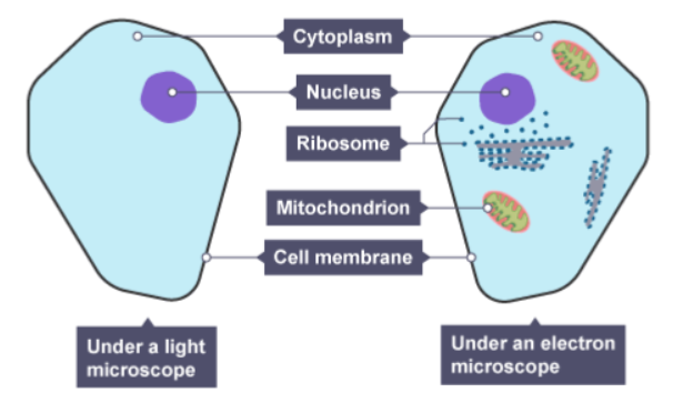<p>No you can only see the nucleus, cell membrane and cytoplasm.</p>
