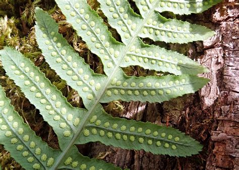<p>“Licorice fern”</p>