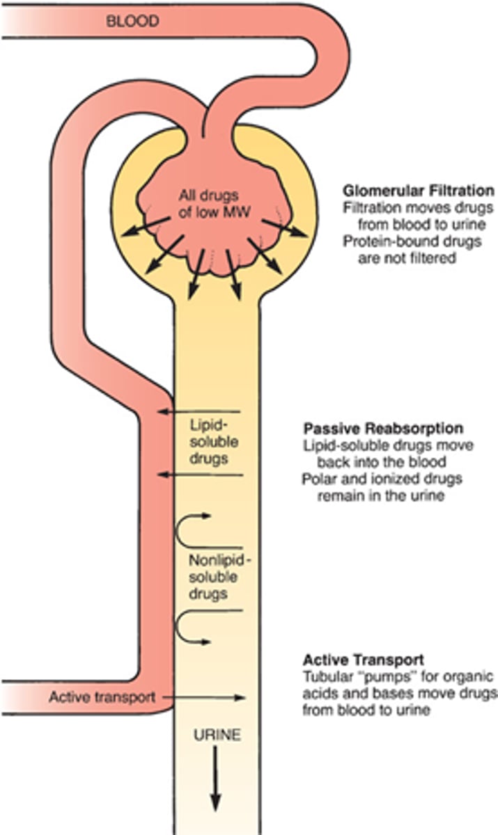 <p>1. organic anion secretion</p><p>2. organic cation secretion</p><p>-> actively move drugs from the blood and into luminal fluid</p>