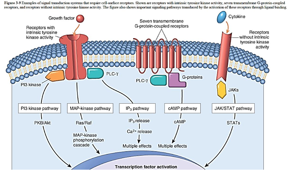<ul><li><p><span><strong>dimerization of the receptor (causing amplification)</strong></span>&nbsp;</p></li><li><p><span><strong>autophosphorylation</strong></span></p></li></ul><p></p>