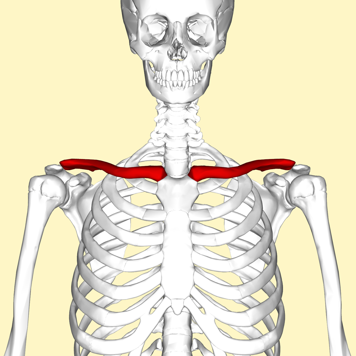 <ul><li><p><strong>long bones</strong> that connect the shoulder blade to the breast bone </p></li><li><p>also known as your collar bones </p></li></ul><p></p>