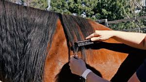 <p>A tool used to groom a horse's coat. </p>