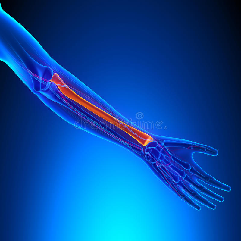 What bone is highlighted?