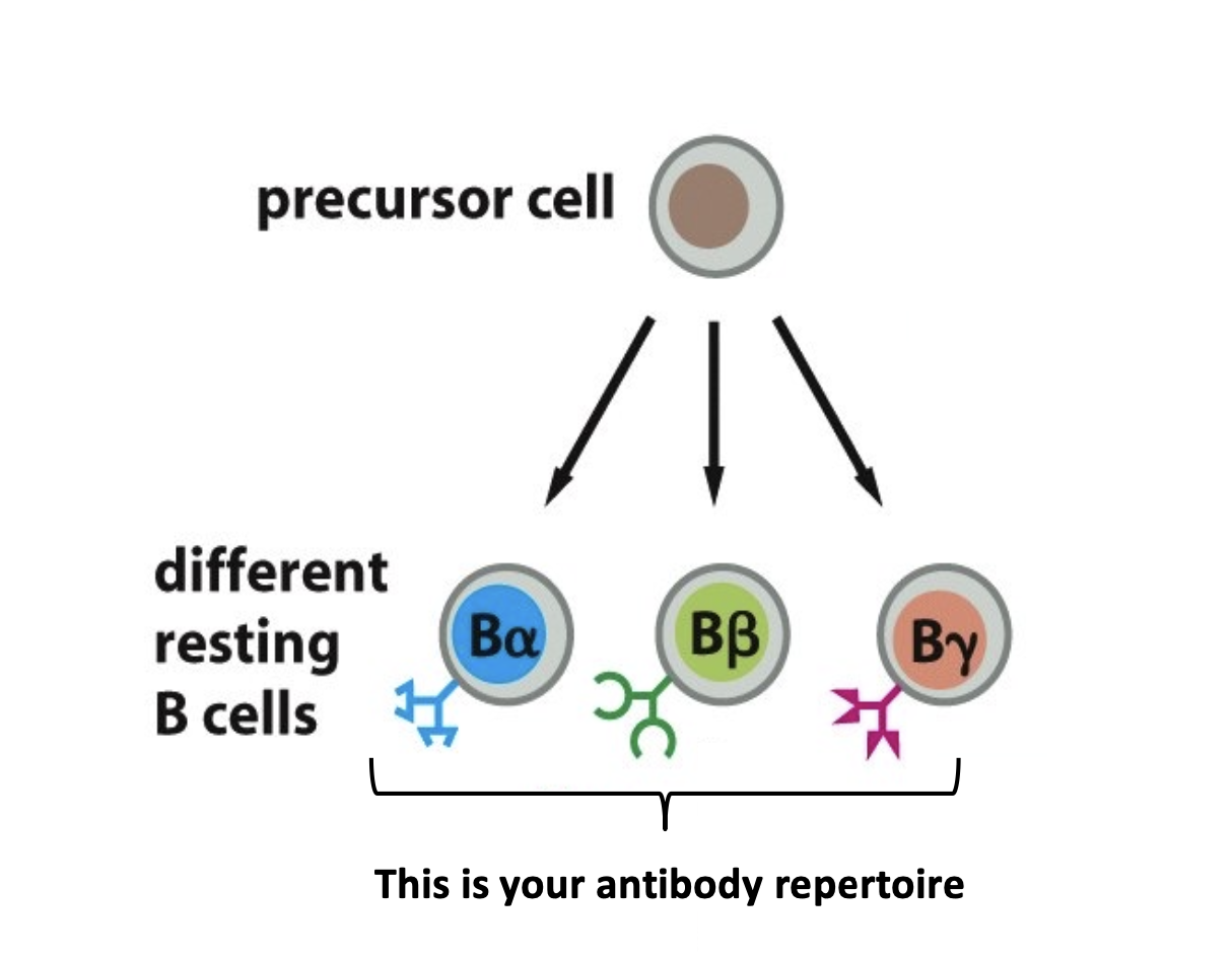 <p>differentiate in bone marrow; produce antibodies, which are symmetrical and bivalent molecules</p><ul><li><p>expresses one and only one antibody</p></li></ul><p></p>