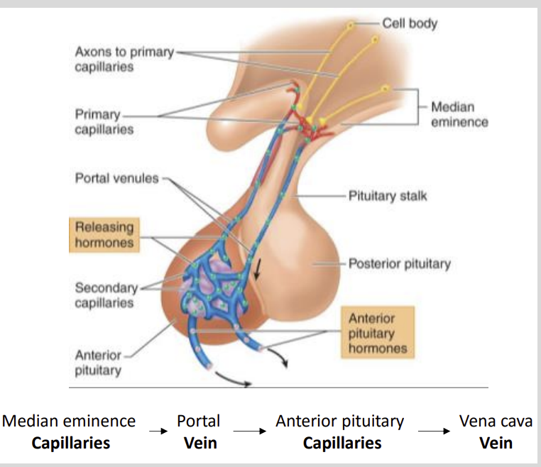 <ul><li><p>Eminence </p></li><li><p>where regulatory hormones are released into the (primary) capillaries</p></li></ul><p></p>