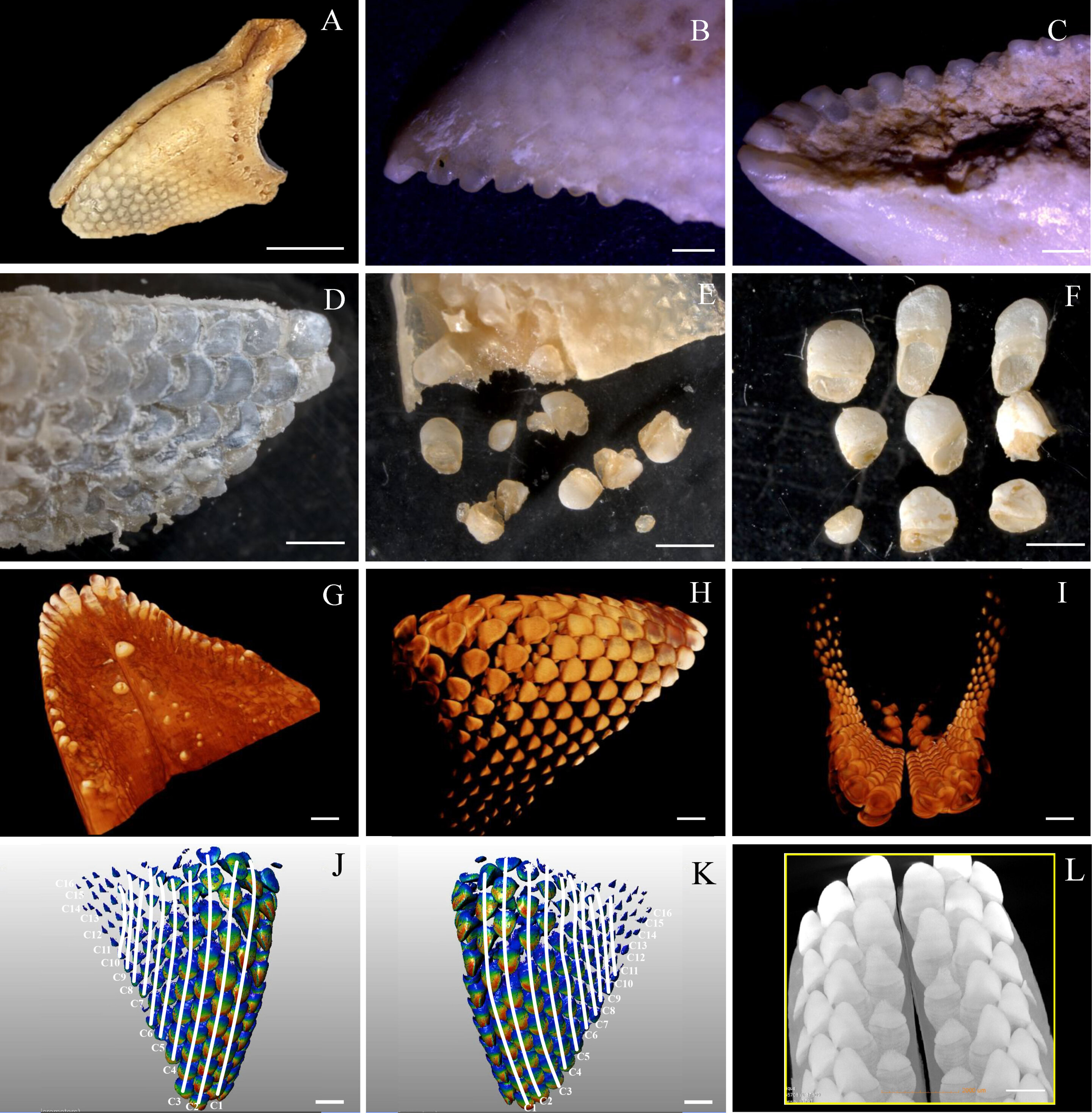 <p>teeth morphed into a sharp structured </p><p>→ used for scraping plant materials off surface for consumption, or cutting into a hard shell </p>