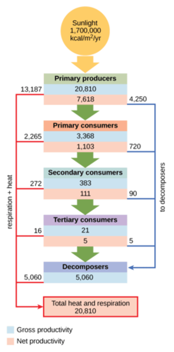 <p>trophic levels</p>