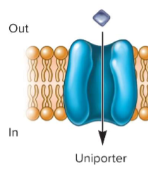 <p>type of secondary active transport; just one thing going in/out</p>