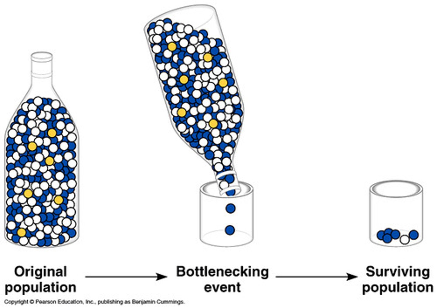 <p>Catastrophic environmental events (fire, drought, floods, earthquakes etc) or human impact (habitat destruction, introduction of predators or competitors) can severely reduce a population size to just a small number of survivors. The bottleneck may randomly alter allele frequencies and/or remove alleles so that when the population recovers, allele frequencies may not be representative of the original population and genetic diversity is likely to be reduced.</p>