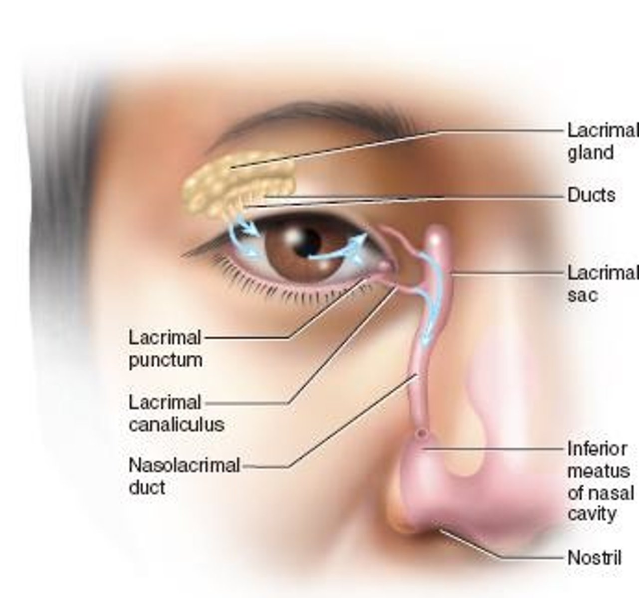 <p>Tear-producing structures in the eye.</p>