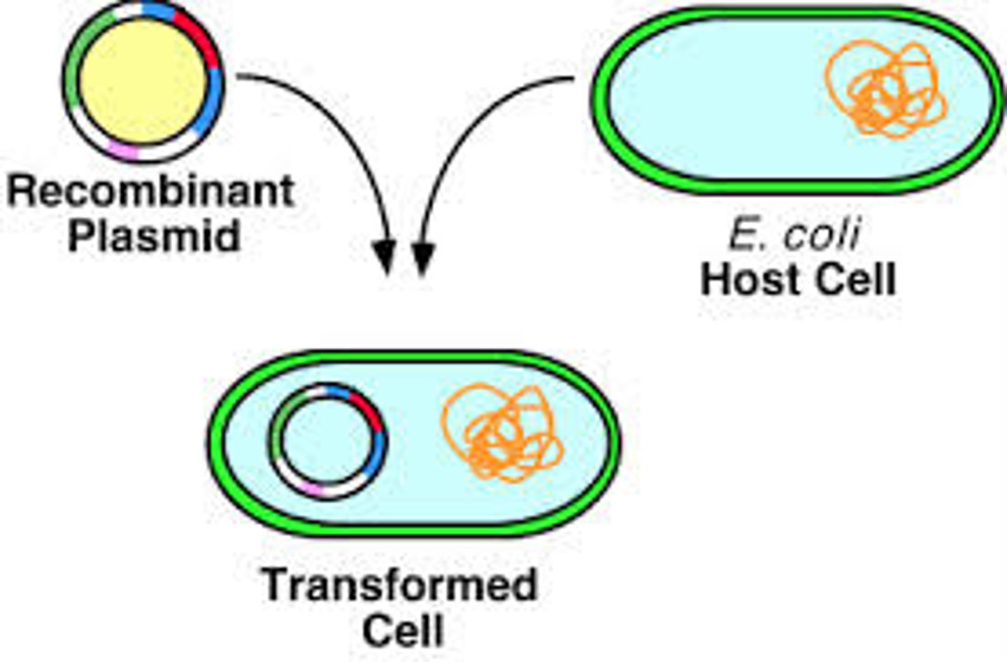 <p>A DNA molecule made in vitro with segments from different sources</p>