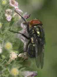 <p>Cochliomyia macelaria</p>