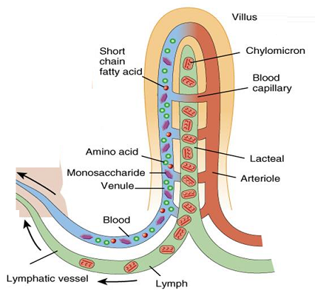 <p>Absorption in small intestine</p>