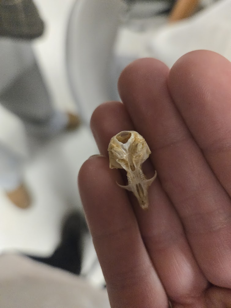 <p><span><span>▣ Dental Formula</span></span><br><span data-name="black_medium_square" data-type="emoji">◼</span><span><span> 1 0 0 3 = 16 teeth total</span></span><br><span data-name="black_medium_square" data-type="emoji">◼</span><span><span> 1 0 0 3</span></span><br><span><span>▣ No ribbon fluting (unlike</span></span><br><span><span>vole)</span></span><br><span><span>▣ Hard palate ends at last</span></span><br><span><span>molar</span></span><br><span><span>▣ No ridges from postorbital</span></span><br><span><span>process</span></span><br><span><span>▣ Large incisive foramen</span></span><br><span><span>with smaller set behind</span></span><br><span><span>larger set</span></span><br><span><span>▣ Chisel shaped incisor-no</span></span><br><span><span>notch</span></span></p>