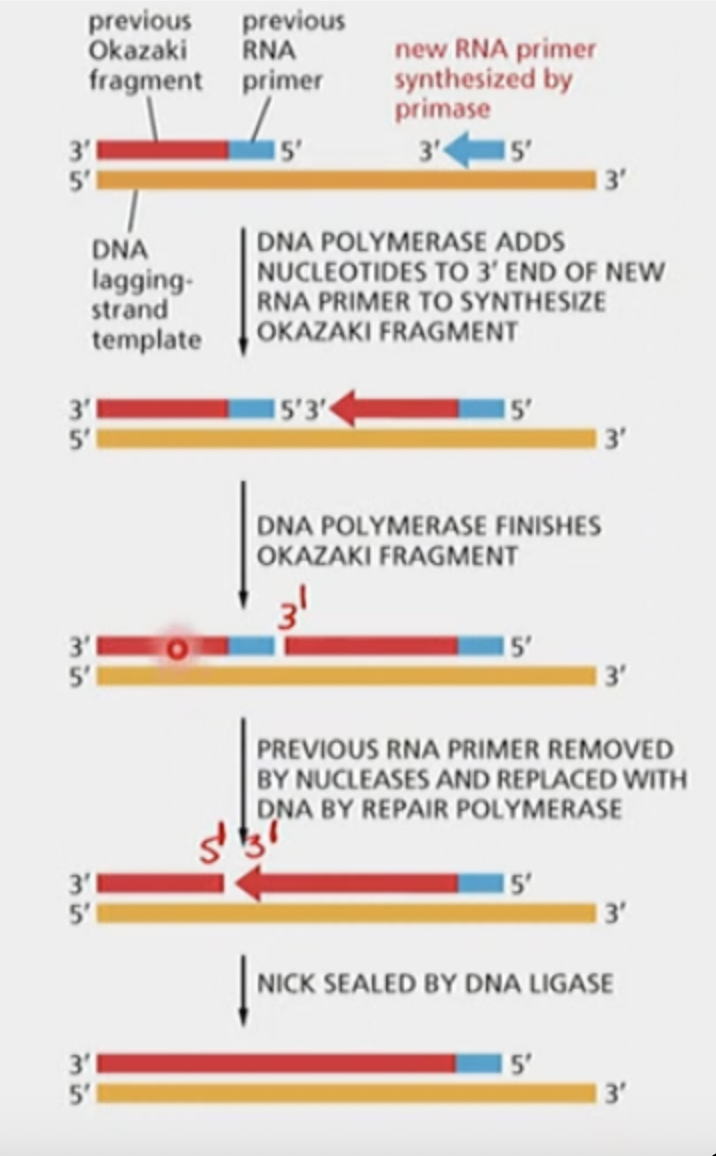 How are Okazaki fragments on the lagging strand linked together?
