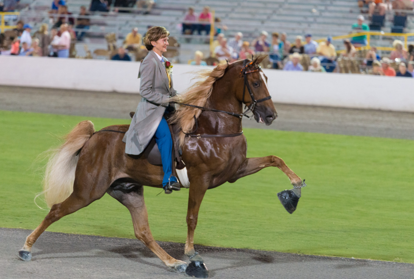 <p>What breed (pattern) is this horse?</p>