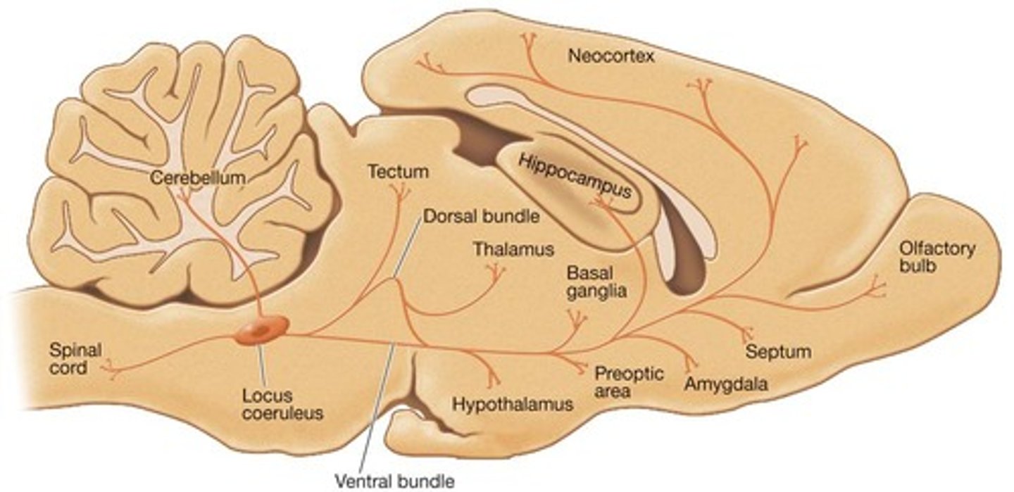 <p>Found in Brain and PNS (sympathetic NS). Most (nearly all) brain areas receive NE from pathways originating in pons. Locus coeruleus is the major source. NE leads to increased vigilance: attentiveness to environmental stimuli.</p>