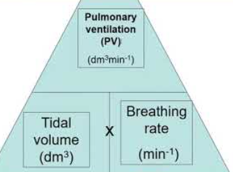 <p>Total volume of air that is moved into the lungs in one minute.</p>