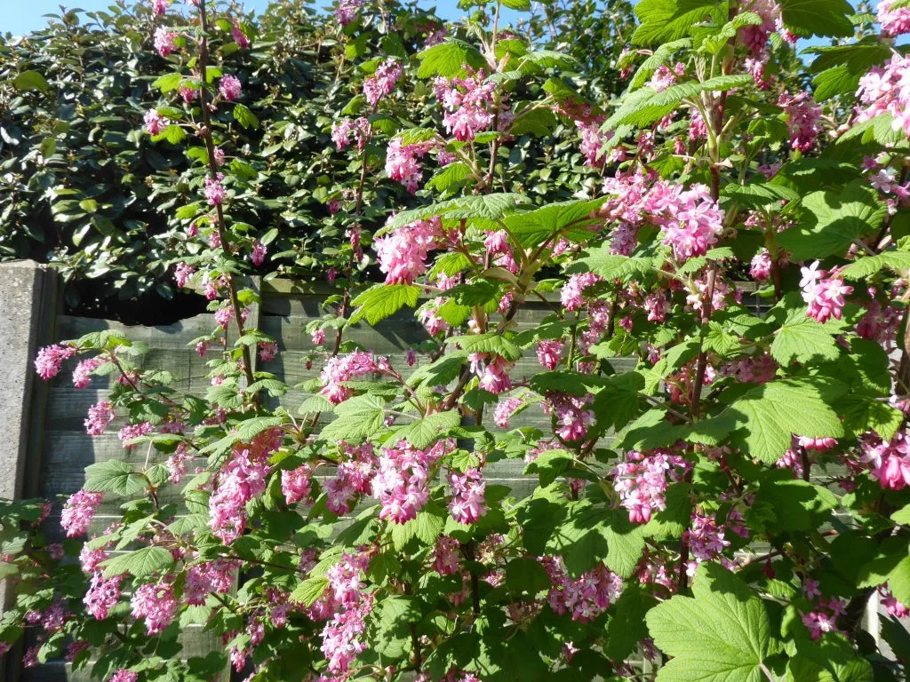 <p><em>Ribes sanquineum, </em>flowering currant, Grossulariaceae</p>