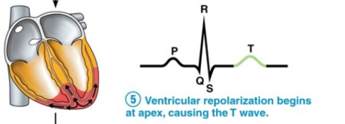 Ventricular repolarization begins at the apex, causing the T wave.
