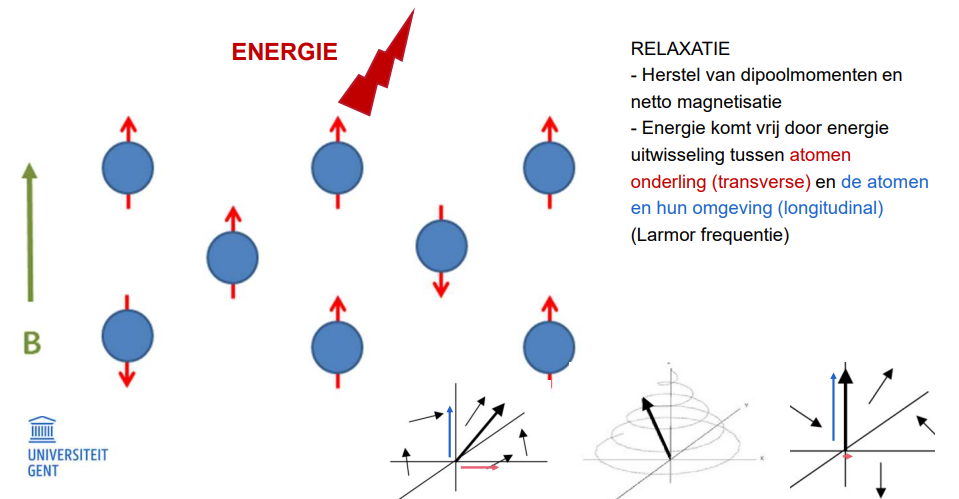 <ul><li><p>na excitatie</p></li><li><p>E afgeven</p></li><li><p>longitudinale; parallel met B<sub>0</sub></p></li><li><p>transversale; loodrecht op B<sub>0</sub></p></li></ul><p></p>