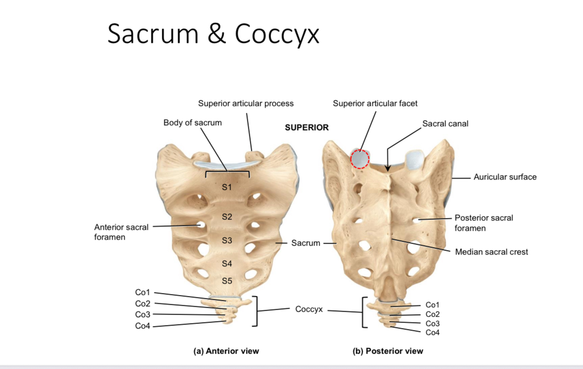 <p>Sacrum: median sacral crest </p>