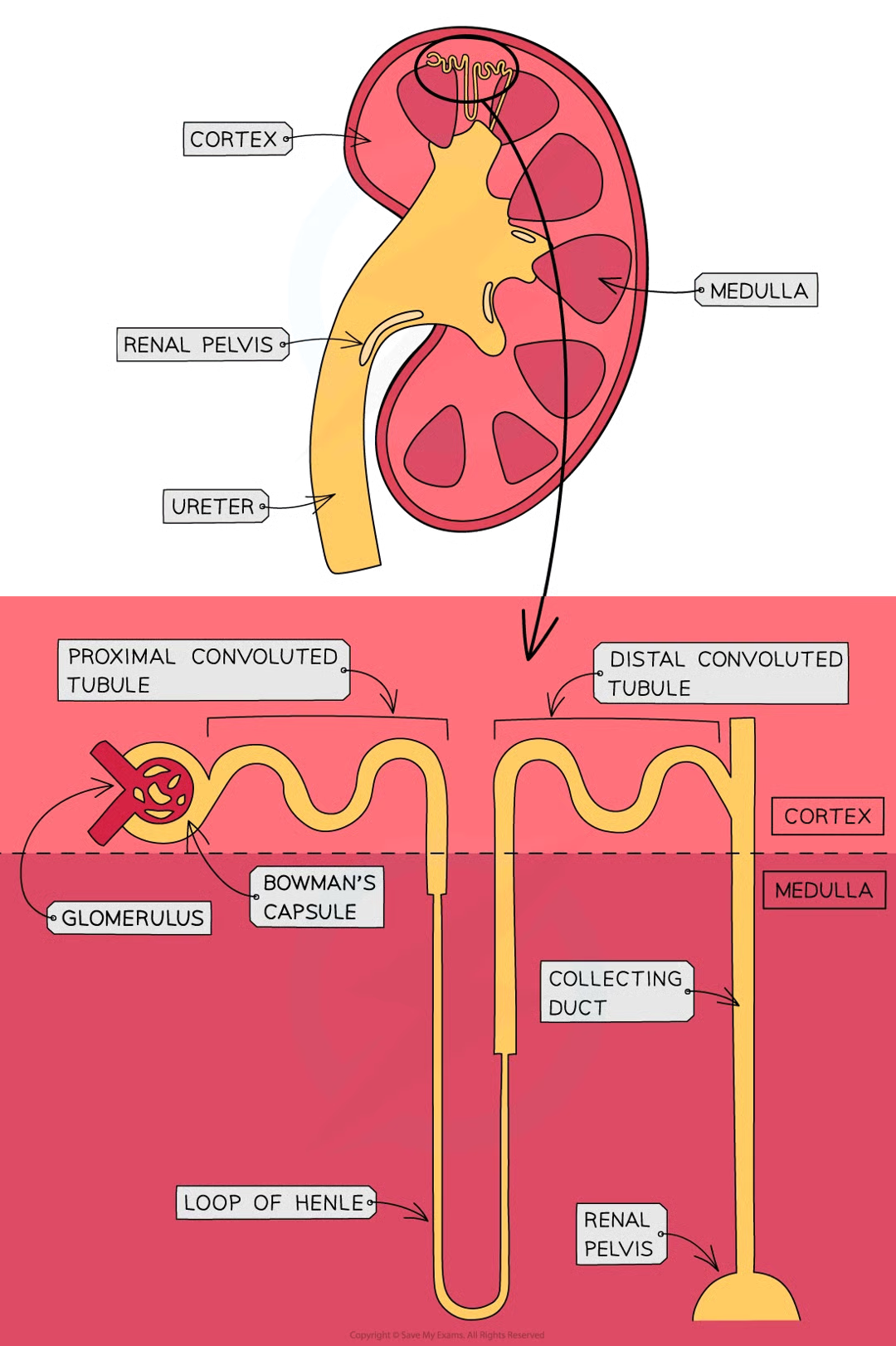<ul><li><p>thousands of tiny tubes in each kidney</p></li><li><p>functional unit of the kidney</p></li><li><p>responsible for urine formation</p></li></ul><p></p>