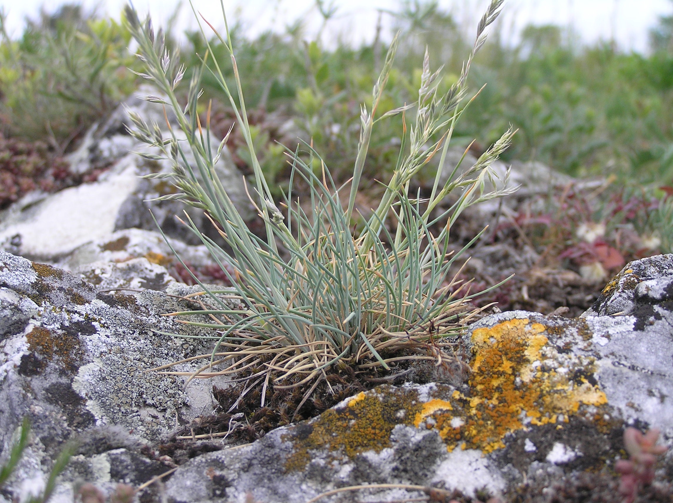 <p>Festuca pallens infra-agg. - <strong>Poaceae</strong></p>