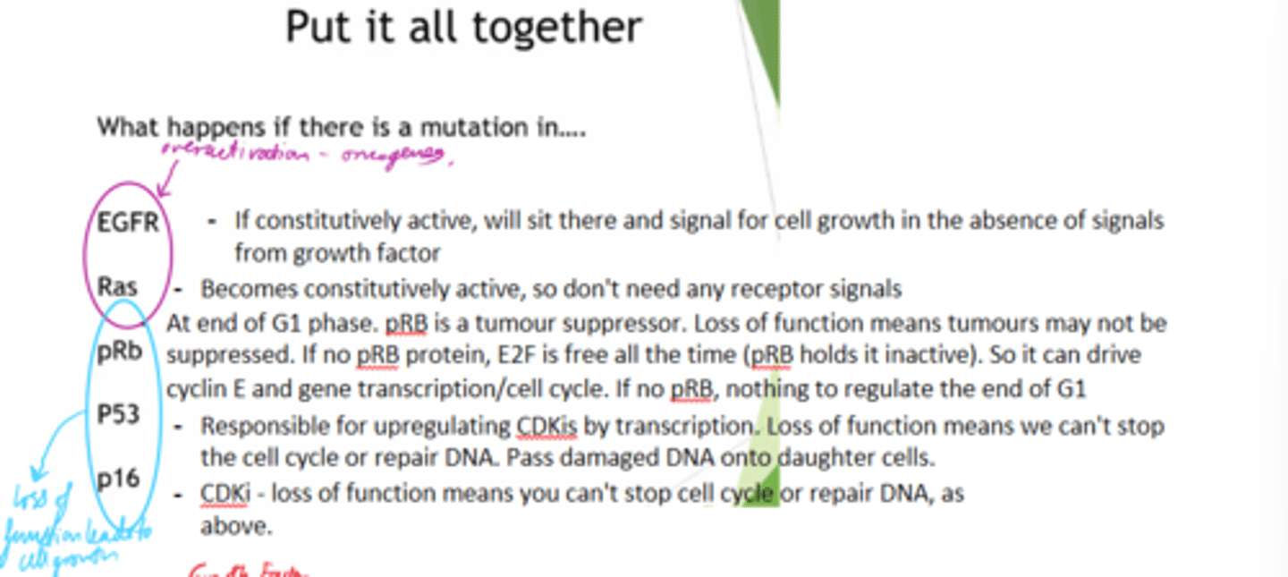 <p>Upregulating cdks by transcription</p>