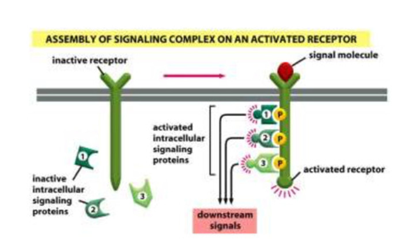 <p>- the receptor starts off as inactive and the signaling proteins are found in the cytoplasm</p><p>- when the receptor is activated by the ligand, the receptor is phosphorylated</p><p>- when the receptor is phosphorylated, and the signaling proteins are recruited (unlike the pre-formed where the proteins are already present in the scaffold)</p><p>- the proteins then send the signal to the appropriate location so that the desired product can be made</p>