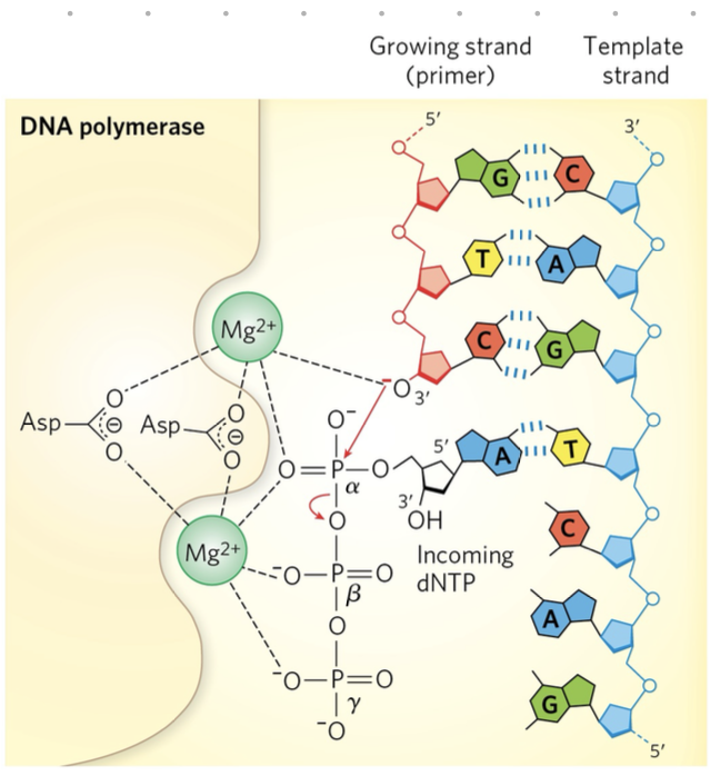 <ol><li><p>base pairing w/ template strand</p></li><li><p>DNA polymerase catalyses formation of bond</p></li><li><p>pyrophosphate released</p></li><li><p>pyrophosphate further breaks down into 2 phosphates</p></li></ol><p>released phosphates provide energy for next reaction (coupled)</p><p></p>