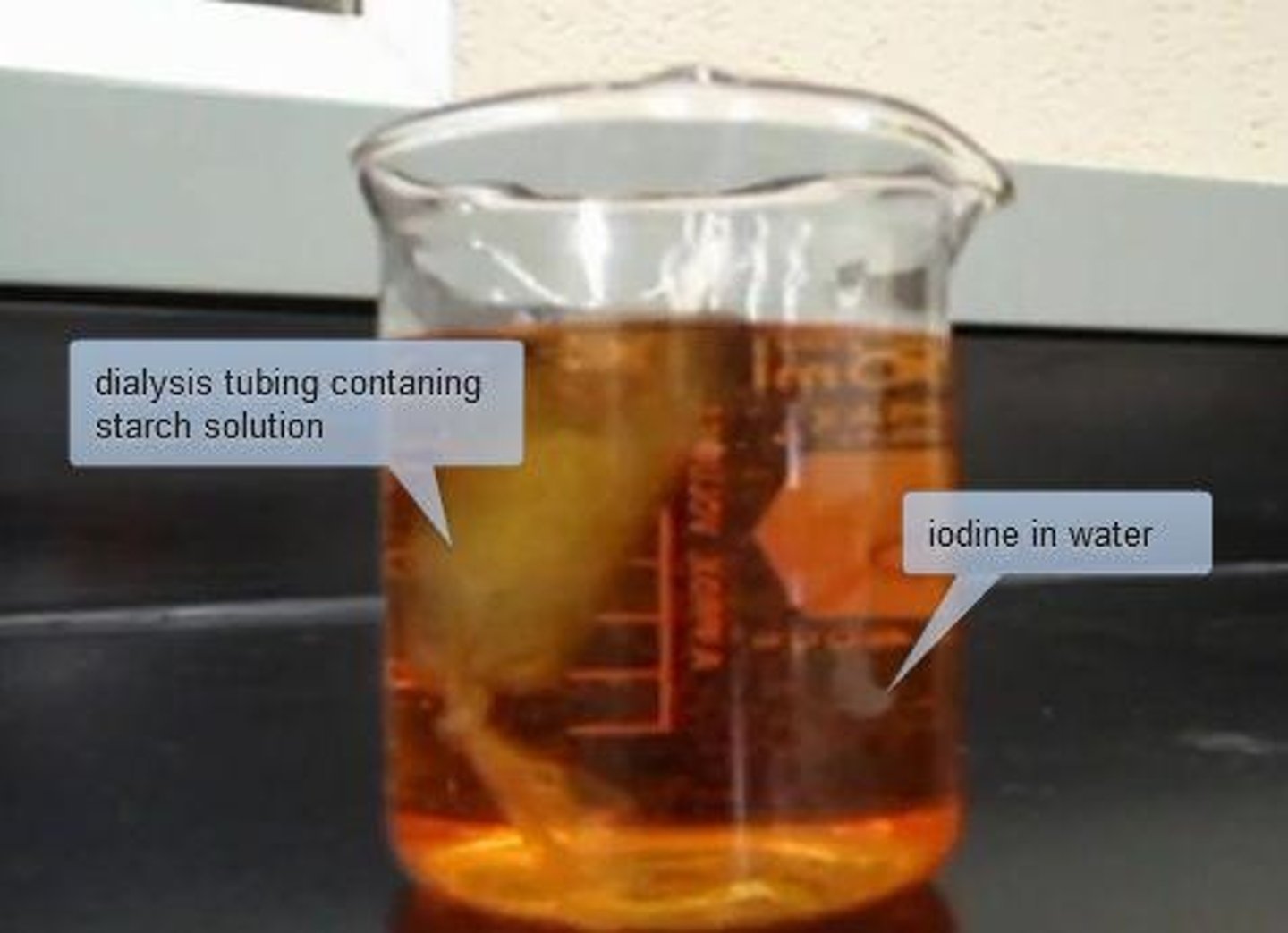 <p>The solution turns blue when they mix, indicating iodine has moved through the membrane.</p>