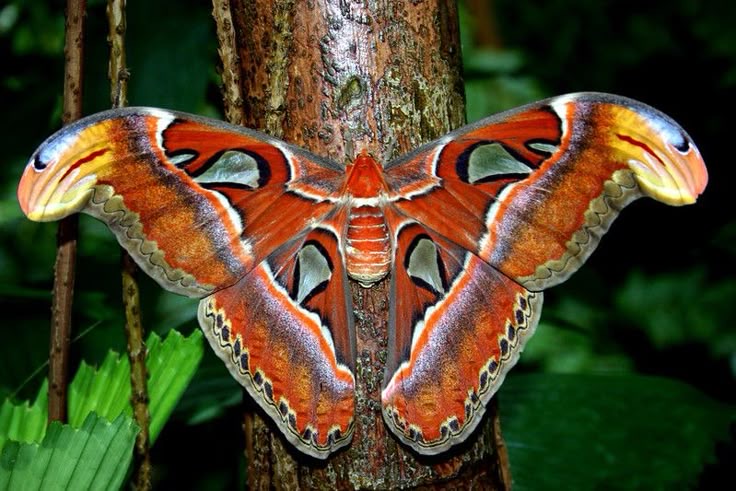 <p>Atlas moth</p>