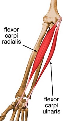 <p><strong>origin:</strong> from medial epicondyle of humerus</p><p><strong>insertion:</strong> bases of 2nd and 3rd metacarpals</p><p><strong>innervation: </strong> median nerve </p><p><strong>action: </strong>flex and abduct hand at wrist joint </p>