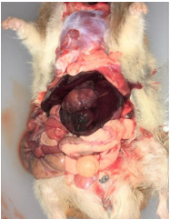 <p><span>Occasionally found in older Syrian hamsters</span></p><p><span>Development defects of bile ducts</span></p><p><span>Clinical Signs - abdominal enlargement, dyspnoea, diffuse alopecia, lethargy, weight loss</span></p><p><span>Diagnosis - US scan </span></p><p><span>Treatment - surgical removal, cyst aspiration (US guided or intra-surgical), palliative care if multiple cysts present</span></p>