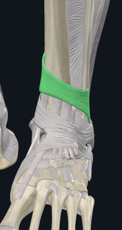<p><span style="background-color: transparent;">Extensor Retinaculum Superior&nbsp;</span></p>