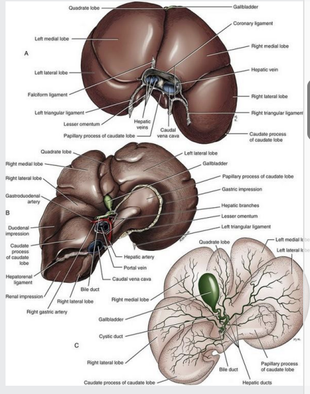 <p>Peritoneal folds serve more to fix organs in position than as channels for blood vessels. These are called ligaments: -supportive function- attach liver firmly</p><p></p><p><strong>Coronary</strong> ligament- surround the caudal vena cava-attaches liver to the central tendon of the diaphragm</p><p></p><p><strong>Triangular</strong> ligaments extend between the dorsal part of the liver on each side of the diaphragm</p><p></p><p><strong>Right and left triangular and coronary ligament</strong>s that pass to the diaphragm from the parietal surface have fibrous cores</p><p></p><p>Liver is covered by serosa (visceral peritoneum) overlying a thin connective tissue capsule (tunica fibrosa-especially strong in Pigs)</p><p></p><p>Some peritoneal folds have no supportive function but carry blood Vessels, nerves, and lymphatics</p><p></p><p><strong>Falciform</strong> ligament- between the liver and the diaphragm, and the ventral abdominal wall</p><p></p><p><strong>Round</strong> ligament –a <em>fibrous</em> strand in the free edge of the falciform ligament (umbilical vein remnant)</p><p></p><p><strong>Hepatoduodenal (liver to duodenum) and Hepatogastric (liver to stomach) ligament</strong>- (Lesser omentum)</p>