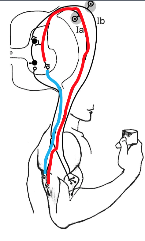 <p>How could the triceps counteract the overactivation of the biceps?</p>