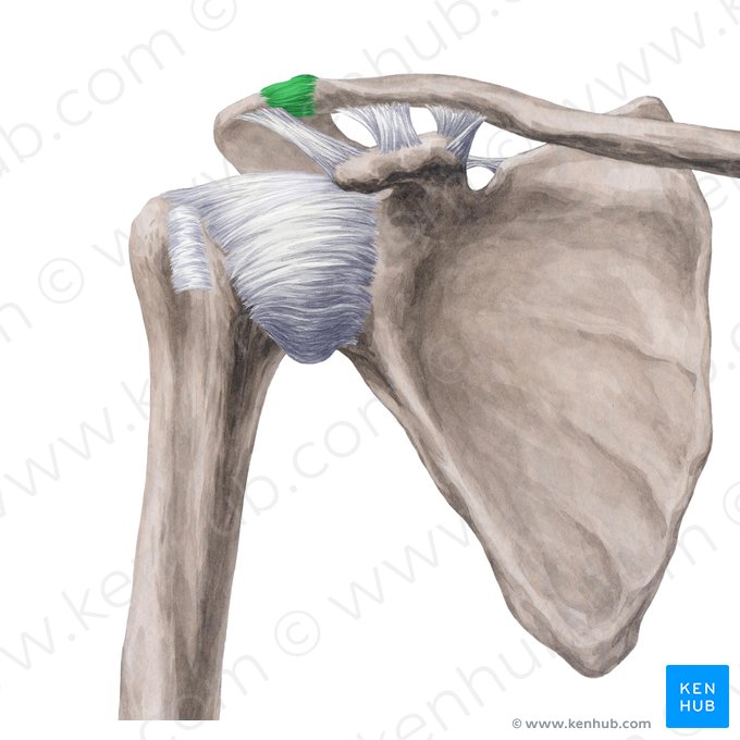 <p>Akromioklavikulargelenk</p><ul><li><p>Gelenk gebildet mit Clavicula und lateral mit Acromion der Scapula</p></li><li><p>Kugelgelenk</p></li><li><p>an Bewegungen des Schultergelenks mitbeteiligt</p></li></ul><p></p>