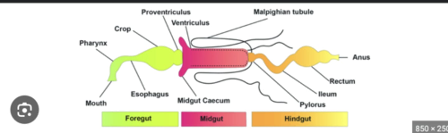 <p>Digestive tract from mouth to anus; divided into foregut, midgut, and hindgut.</p>