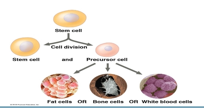 <p>stem cells</p>