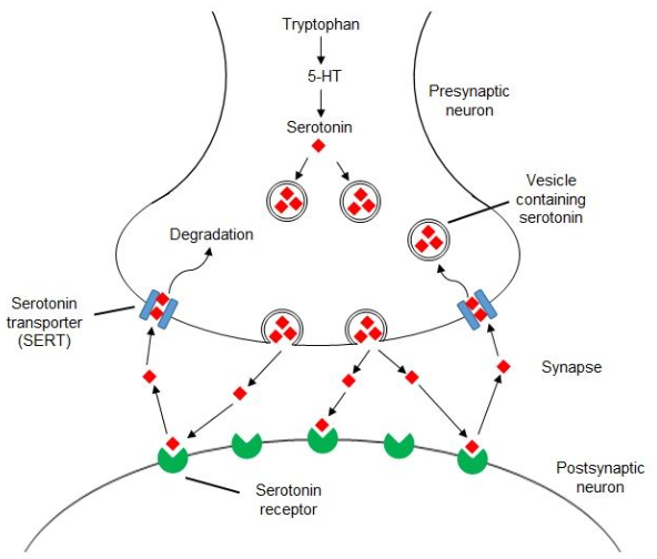 <ul><li><p class=""><strong>Serotonin (5-HT)</strong>: A neurotransmitter of the indolamine category.</p></li><li><p class=""><strong>Functions</strong>:</p><ul><li><p class="">Controls mood, appetite, sleep</p></li><li><p class="">Regulates cognitive functions like memory and learning</p></li></ul></li><li><p class=""><strong>Synthesis</strong>: Made in presynaptic terminals from tryptophan, stored in large dense core vesicles.</p></li><li><p class=""><strong>Release</strong>: Released via exocytosis from vesicles.</p></li><li><p class=""><strong>Receptors</strong>: Binds to 5-HT receptors, producing excitatory or inhibitory effects.</p></li><li><p class=""><strong>Termination</strong>: Removed from the synaptic cleft by specific transporters and degraded by monoamine oxidase (MAO).</p></li></ul><p></p>