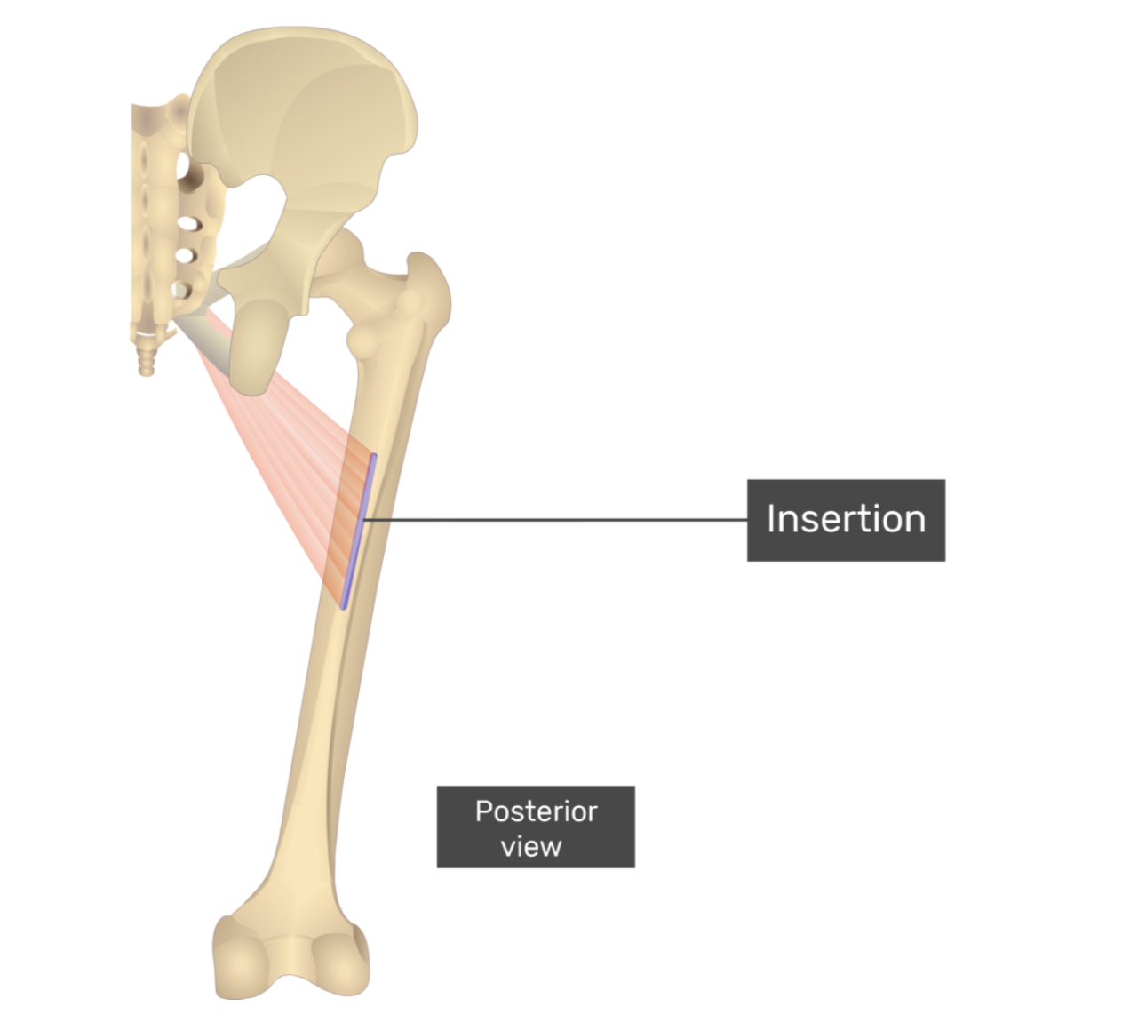 <p>adductor magnus</p>