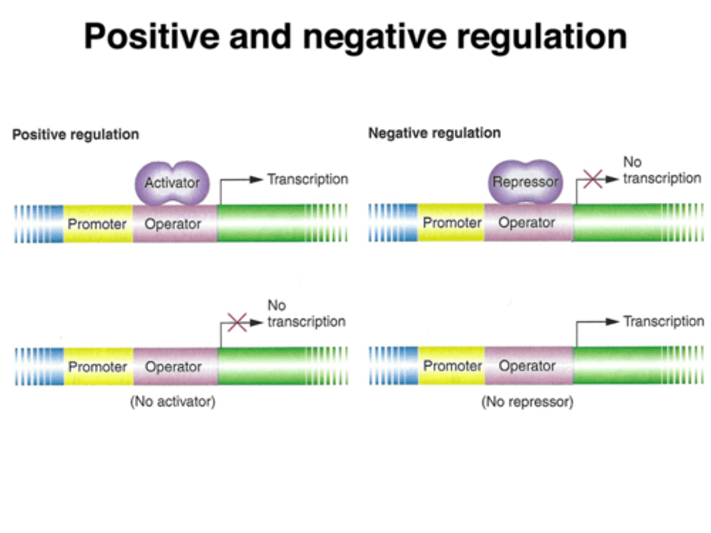 <p>POSITIVE = a gene system where a protein bound turns ON the gene (ex: trp)<br><br>NEGATIVE = a gene system where a protein bound turns OFF the gene (ex: lac)</p>