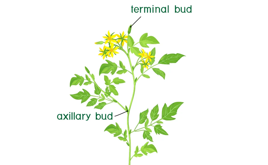 <p>Types of Herbaceous cuttings: terminal (1) medial (4)</p>