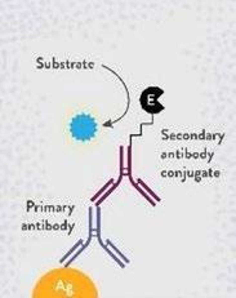 <p>Enzyme Linked Immunosorbent Assay, a test that uses antibodies to detect specific antigens.</p>