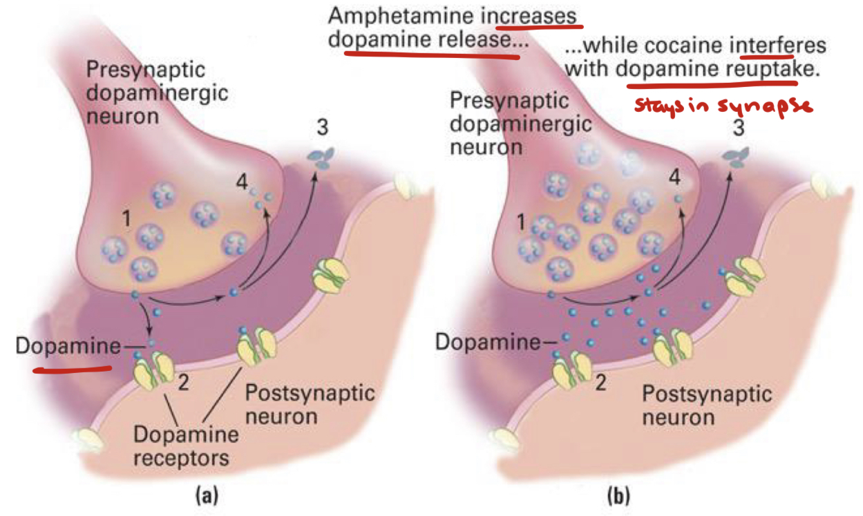 <ul><li><p>Addictive drugs lead to increased dopamine release in the <strong>nucleus accumbens (ventral striatum)</strong></p><ul><li><p>Some directly <strong>increase</strong> dopamine levels</p><ul><li><p>Cocaine, amphetamine</p></li></ul></li><li><p>Some <strong>prevent inhibition</strong> of dopamine release </p><ul><li><p>Heroin</p></li></ul></li></ul></li></ul><p></p>