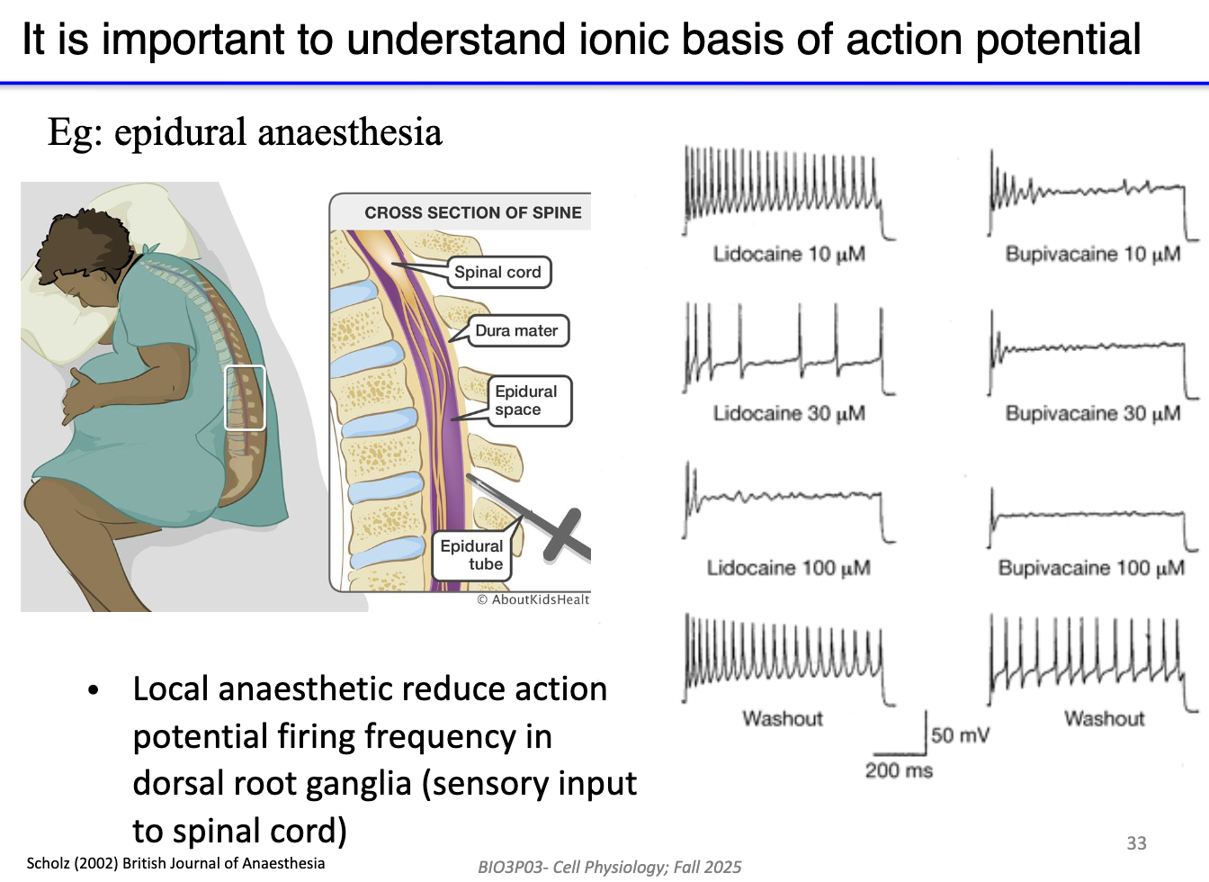 <ul><li><p>Explains how drugs (e.g ., anesthetics) affect neural activity.</p></li><li><p><strong>Local anesthetics</strong> (like epidural drugs) block Na+ channels → reduce AP firing.</p></li><li><p>Washout makes it reversible.</p></li><li><p>Reduce AP firing frequency in dorsal root ganglia (sensory input to spinal cord)</p></li></ul><p></p>