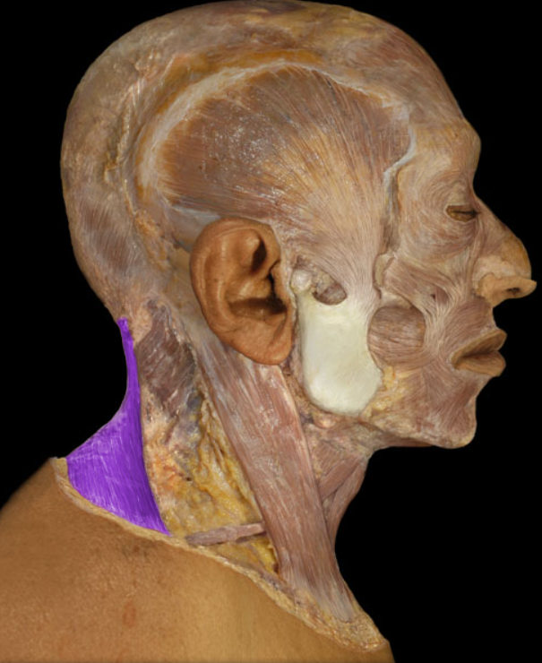 <ul><li><p>Action: Superior fibers: elevation of scapula; superior rotation of scapula (glenoid cavity directed superiorly), Middle fibers: retraction (adduction) of scapula, Inferior fibers: depression of scapula</p></li><li><p>Origin: Occipital bone (superior nuchal line), Nuchal ligament, Vertebra prominens (spinous process of C7 vertebra), Spinous processes of T1-12 vertebrae</p></li><li><p>Insertion: Clavicle (lateral), Scapula (spine and acromion)</p></li><li><p>Innervation: Accessory nerve (CN XI)</p></li></ul><p></p>