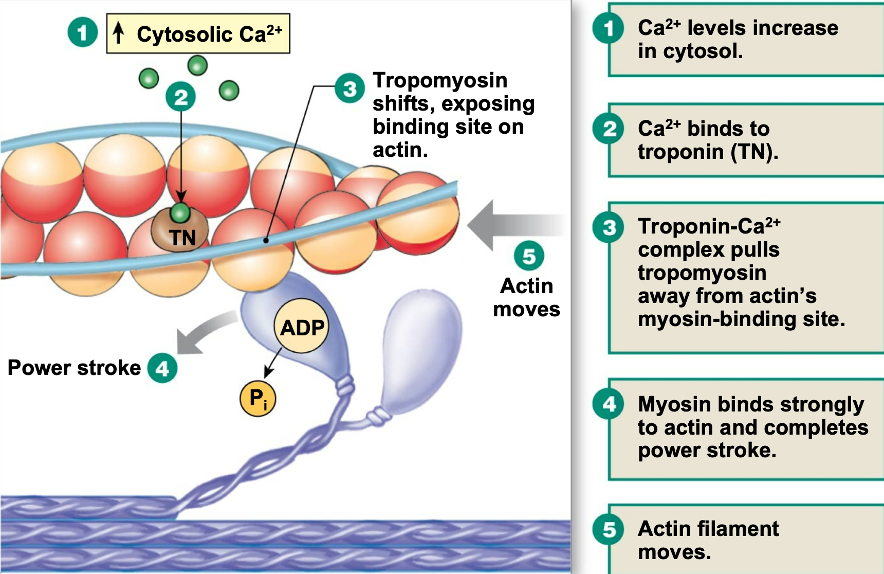 Cross-bridges bind actin causing sarcomere shortening and force production